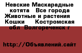 Невские Маскарадные котята - Все города Животные и растения » Кошки   . Костромская обл.,Волгореченск г.